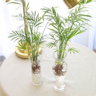 수경 재배 테이블야자 공기정화식물 A타입