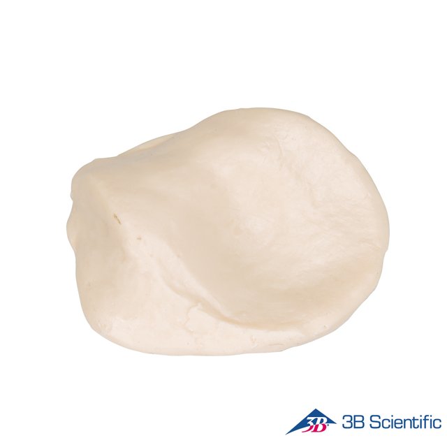 3B Scientific 인체모형 다리골격모형 A35/2 슬개골 Patella	