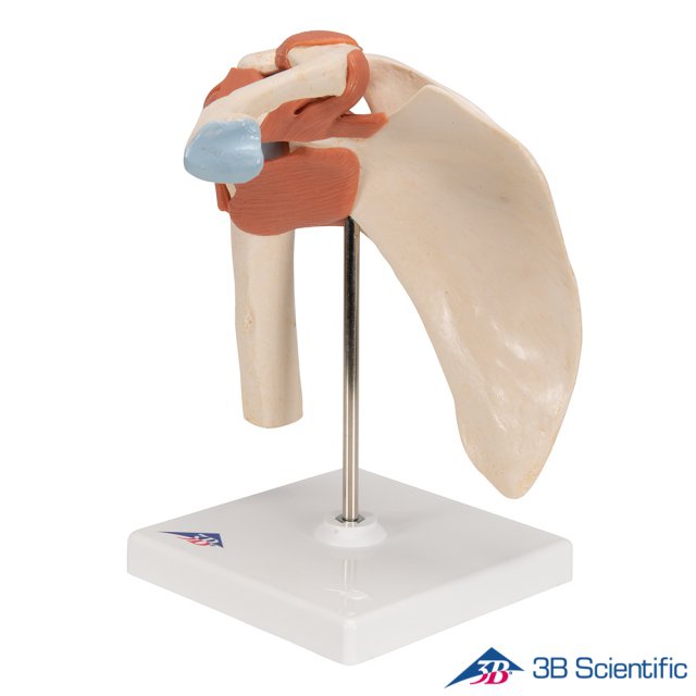 3B Scientific 인체모형 A80/1 고급형 어깨관절모형 견관절 관절과 인대