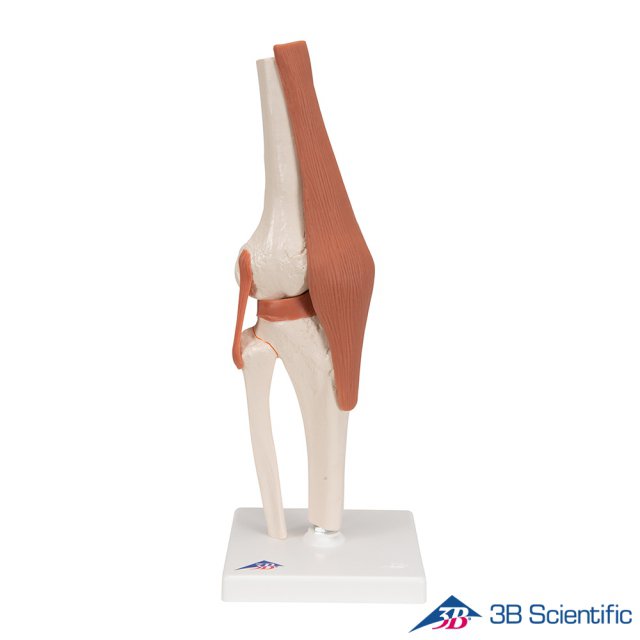 3B Scientific 인체모형 A82 슬관절모형 유연한 무릎관절과 인대