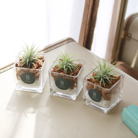 이오난사 미니 사각 화분 틸란드시아