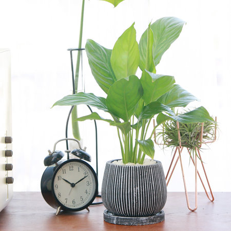 스파트 필름 엔틱 화분 공기정화식물