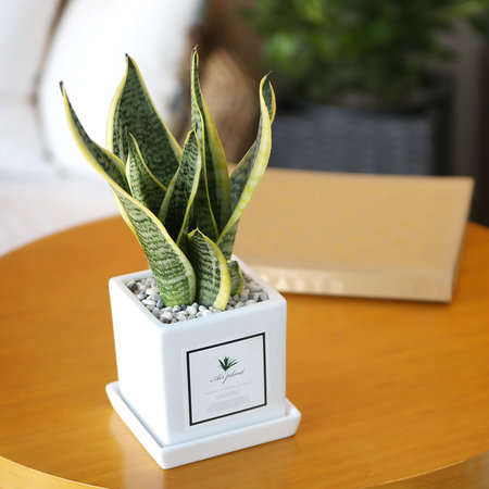 아모르 화분 산세베리아 슈퍼바 공기정화식물