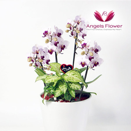 [엔젤스플라워] 미니호접 고급형 서양란 관엽식물 꽃배달