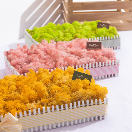 스칸디아모스정원set_P 스프링그린