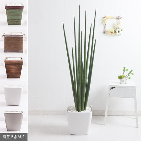 스투키나무화분set 160cm KO (5-5) 조화 FREOFT A타입-3