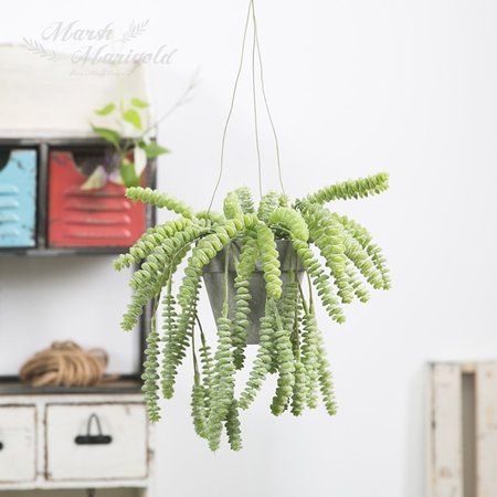 XX판매종료XX사용안함XX 조화 그레이행잉화분 석송_28CM FMRJ415-0165 XX판매종료XX사용안함XX