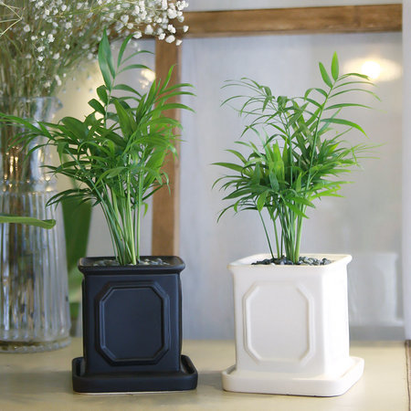 몰딩 화분 테이블야자 공기정화식물 화이트